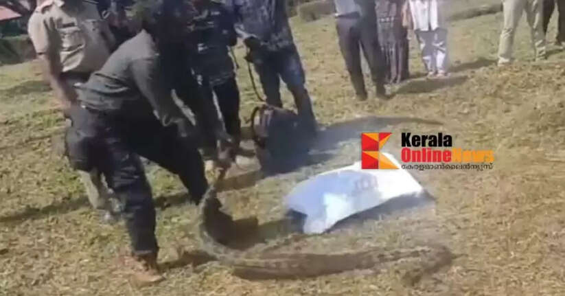 Python caught from Kannur University campus