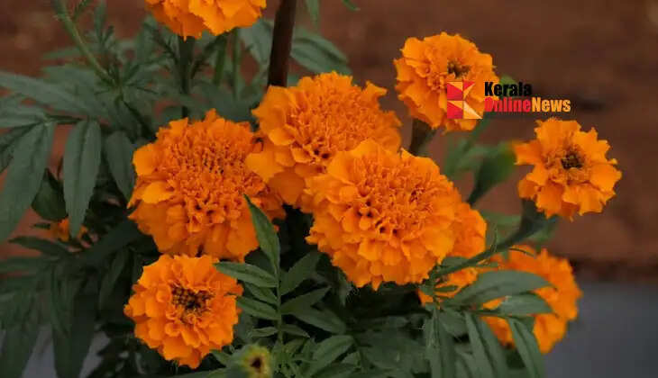 Things to do to fill your home with marigold flowers.