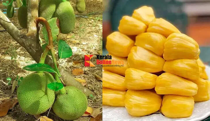 Honey sweetness in dwarf plantain! Plant &lsquo;Honey Gold&rsquo;