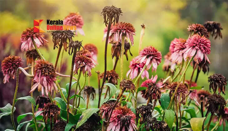 Plants wilting in the summer heat? These tips are enough to save them