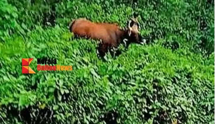 A wild buffalo jumped across a running bike and hit it: A young biker was seriously injured