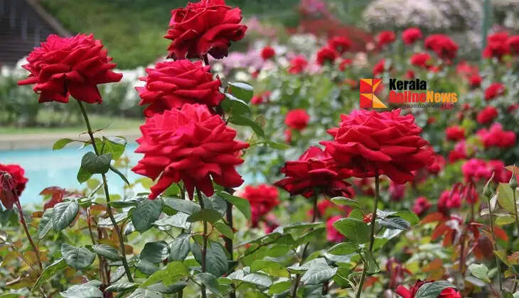 What should you do to make flowering plants bloom profusely? Using these fertilizers will make your garden beautiful.