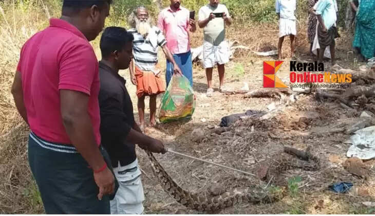 Forest department officials catch 11-foot-long python under firewood