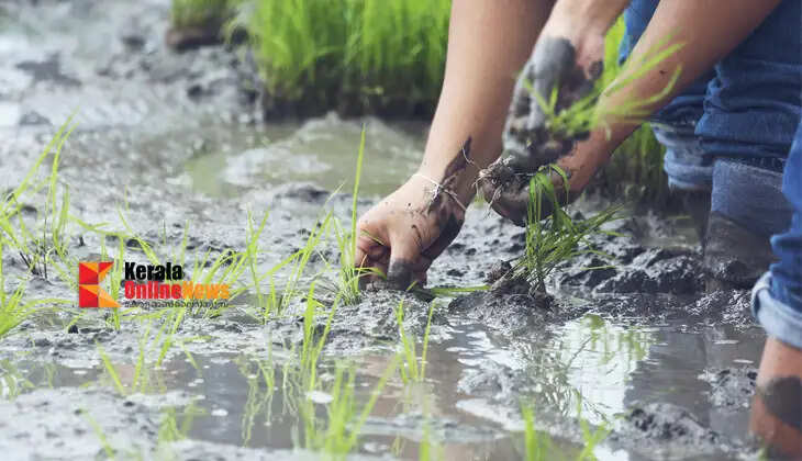 Precautions for vegetable farming during the monsoon; farmers advised to prevent waterlogging.