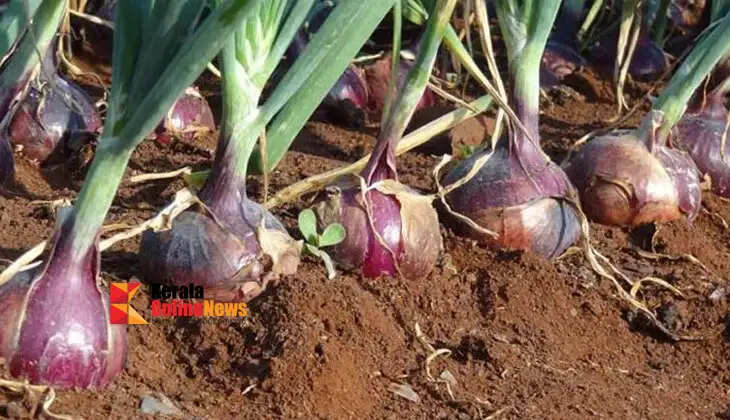 If you pay attention to these things, you can now grow onions in your backyard!
