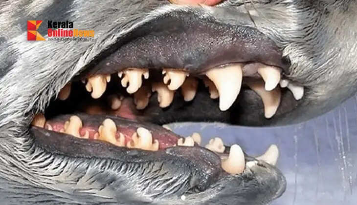 seal teeth