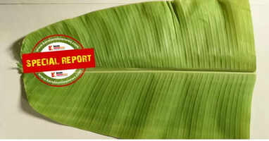 Banana leaf