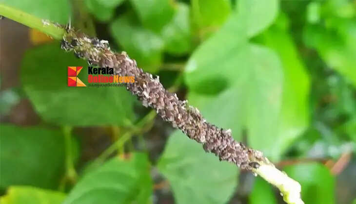 Some easy ways to eliminate aphid infestation, a headache for lentil farmers