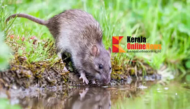 leptospirosis
