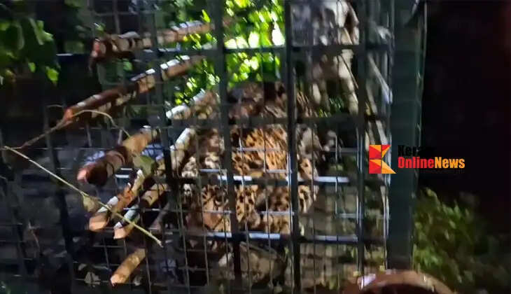 The leopard that caused concern in Kelakam Adakathode was trapped in a cage set up by the forest department.