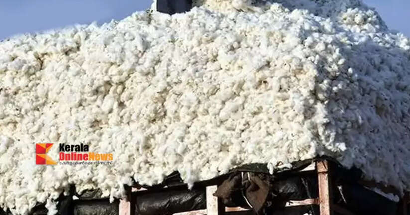 cotton