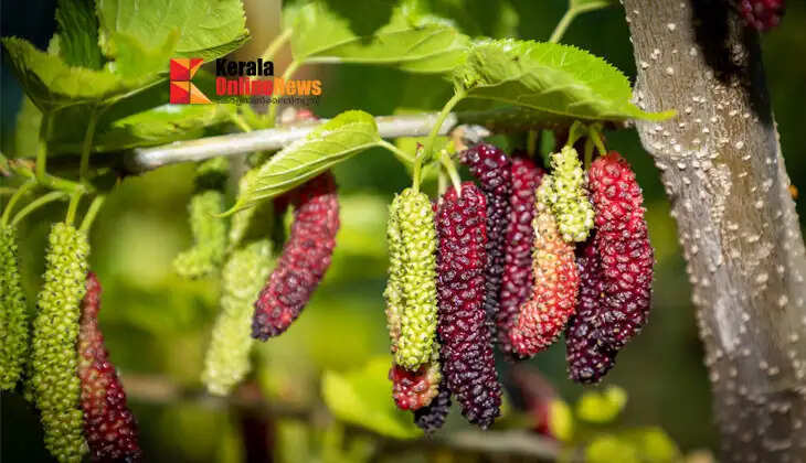 Mulberry farming