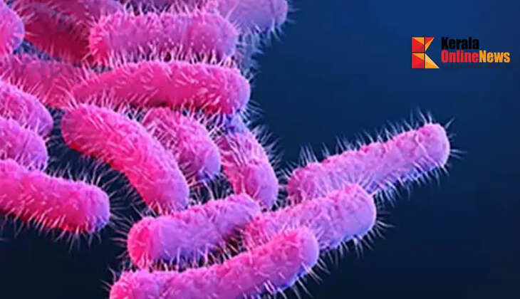 shigella