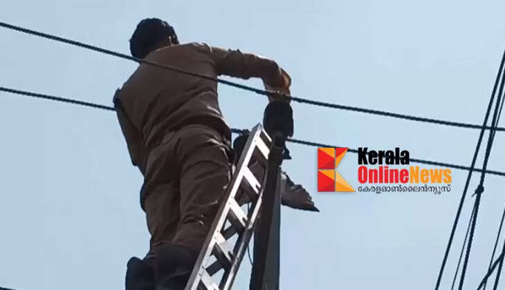 Pigeon given new life by fire brigade intervention