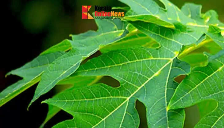  Papaya leaves