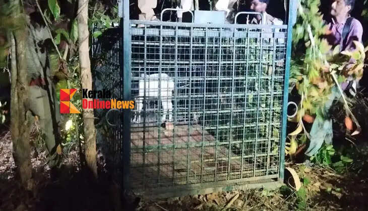 Tiger nested in Wayanad Thalapuzha: One week holiday for engineering college: Study online