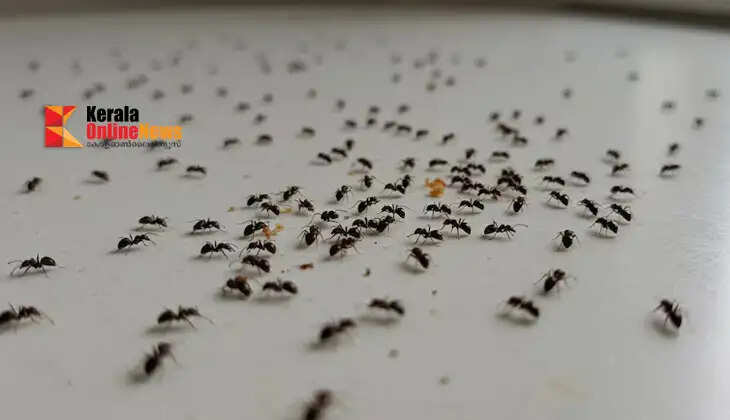Get rid of the ant menace at home; try these simple methods.
