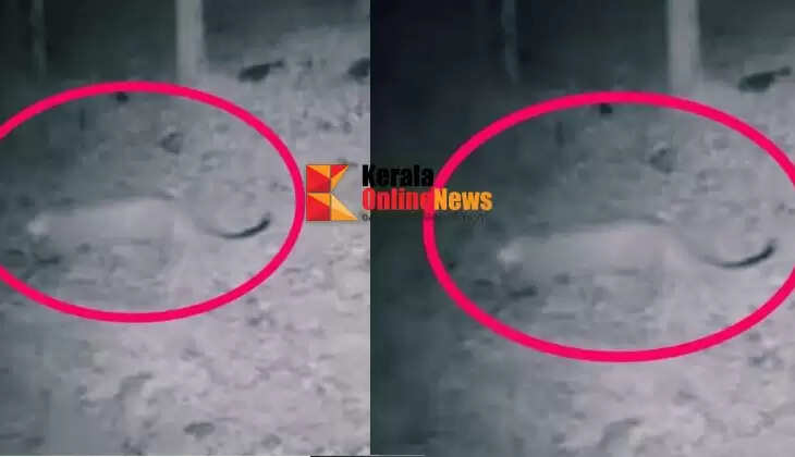 It was the leopard that entered the Adakka gorge in Kannur: CCTV footage received