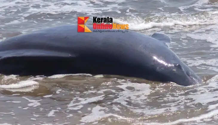 Body of a huge dolphin washed ashore in Payyambalam
