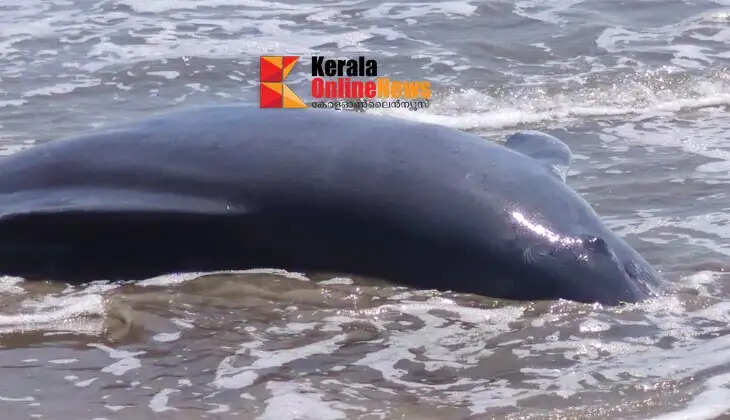 Body of a huge dolphin washed ashore in Payyambalam