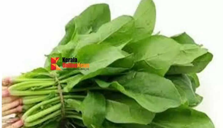 palakcheera