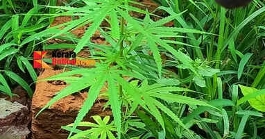 Cannabis plant found during excise inspection on Chavassery road