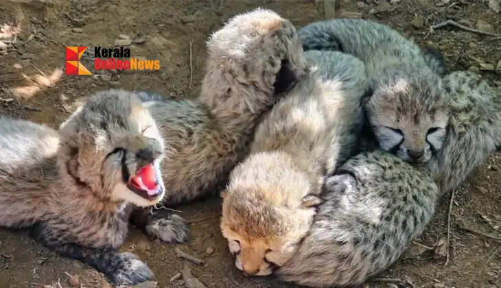 An India-born female cheetah gave birth to five cubs at Kuno National Park.