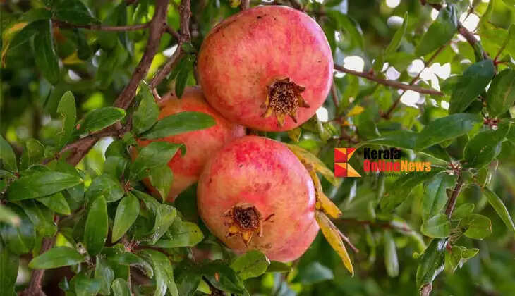 Pay attention to these points to make pomegranate cultivation profitable.