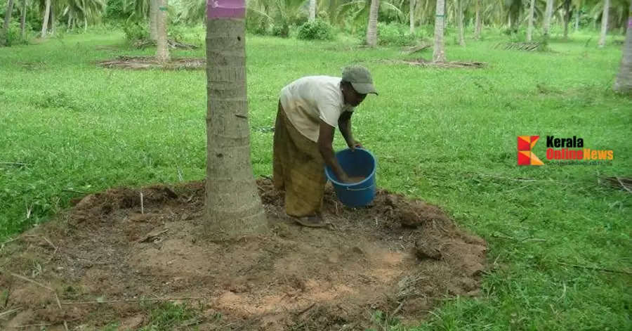 coconut fertilizing