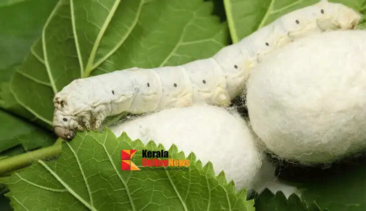 Profits can be reaped from silkworm farming