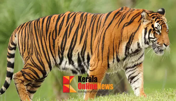 Forest Department inspection confirms that the tiger seen in Kannukkara was not a tiger