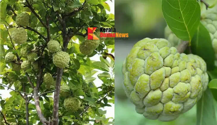 Custard apple cultivation is an excellent source of income for farmers.