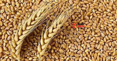 Wheat