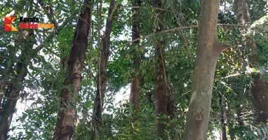 Kotillas in Kannur district