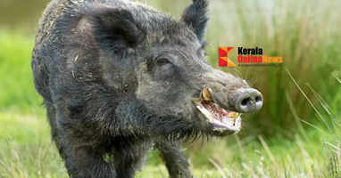 wild boar