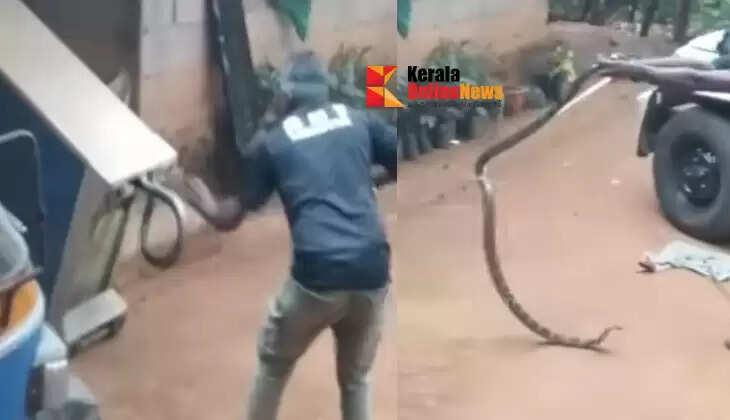 When the cupboard was opened, a giant king cobra slithered away! The family fled in fear, and the forest department caught it.