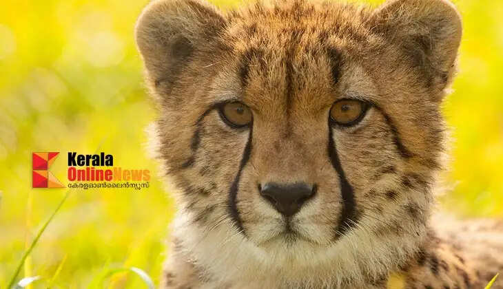 cheetah small