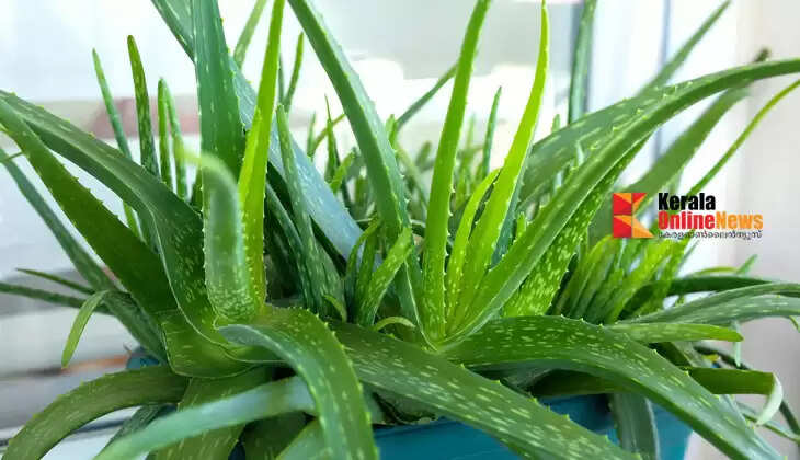 Pay attention to these things to make aloe vera thrive.