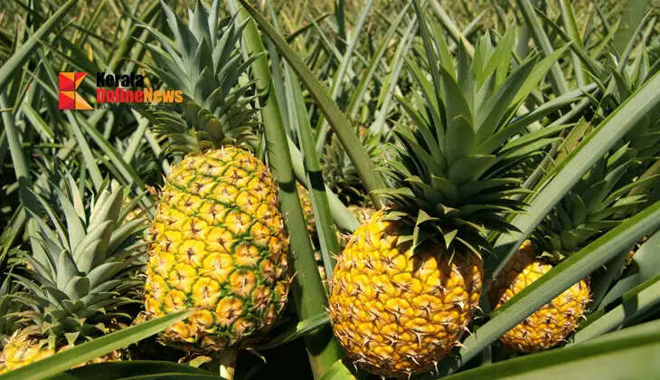  pineapple farming