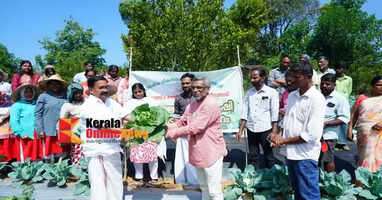 Winter vegetable harvest begins at Nelliyampathy Govt. Orange Farm