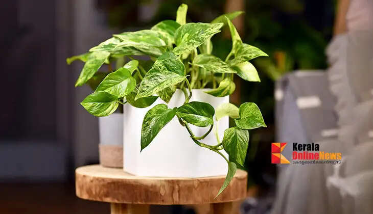 moneyplant