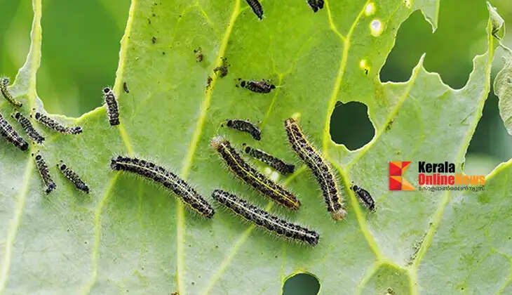 How to get rid of pests in vegetable gardens