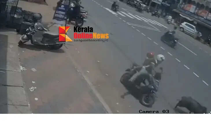 Wild boar runs wild in Kambil town; hits young man and child riding scooter