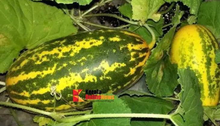 Do you face this problem while growing cucumbers? There is a solution.