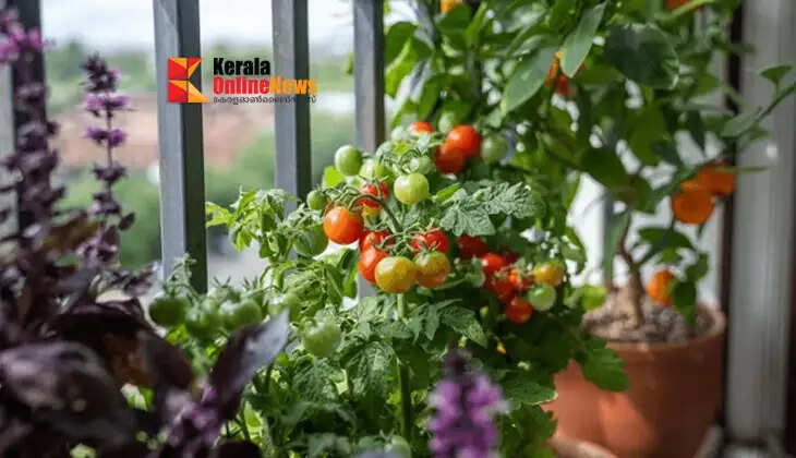 Vegetables that can be grown on balconies for those who don't have space to grow them
