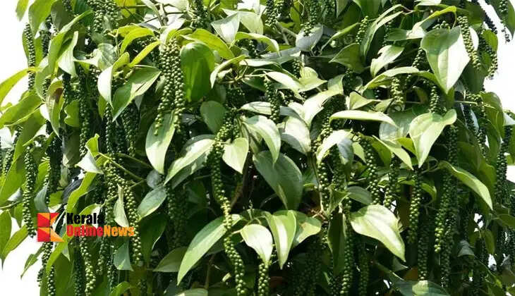 Just pay attention to these things and you can reap the gold. Anyone can do pepper farming.