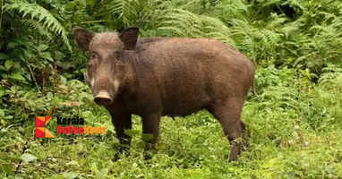 boar