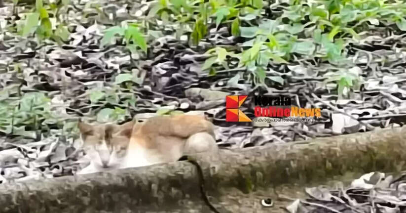 Cutting down trees turned out to be a waste: Cat gets stuck on the roof of the old railway quarters building