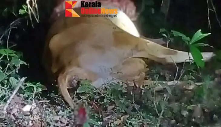 kolayad