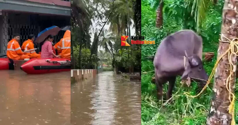 Heavy rains in Kannur; Flooding in low-lying areas, around fifty families displaced in Thavakkara, buffaloes washed away in Marankandi stream in Edakkad